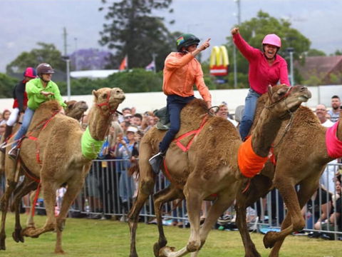 Camel Races At Penrith Paceway - Accommodation Batemans Bay 0