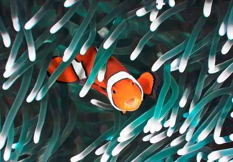 Great Barrier Reef Masters Games - Accommodation Batemans Bay 1