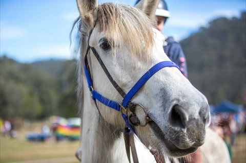 Horses Birthday Festival - Accommodation Batemans Bay 1