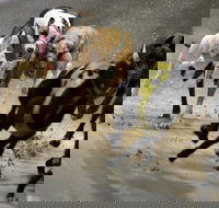 Twilight Greyhound Racing - Accommodation Batemans Bay