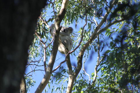 Forster Holiday Apartment - Accommodation Batemans Bay 6