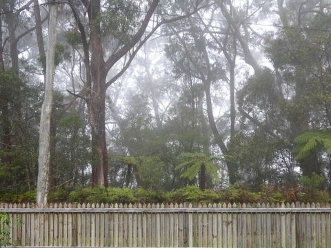 Buddha Cottage Springbrook - Accommodation Batemans Bay 6