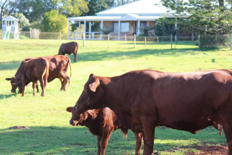 Montville House On The Hill - Accommodation Batemans Bay 5