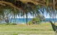 Pandanus On Emerald - thumb 0