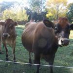 Moltema TAS Accommodation Batemans Bay