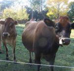 Drumreagh Bed  Breakfast Cabins - Accommodation Batemans Bay