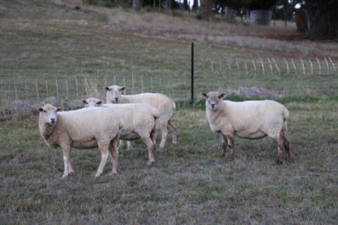 Wattle Grove Homestead Bed & Breakfast - Accommodation Batemans Bay 3