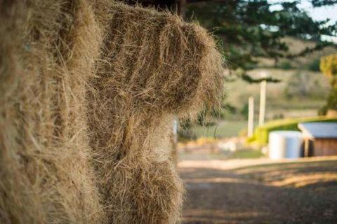 Wattle Grove Homestead Bed & Breakfast - Accommodation Batemans Bay 6