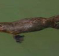 The Pond Cottage - Accommodation Batemans Bay