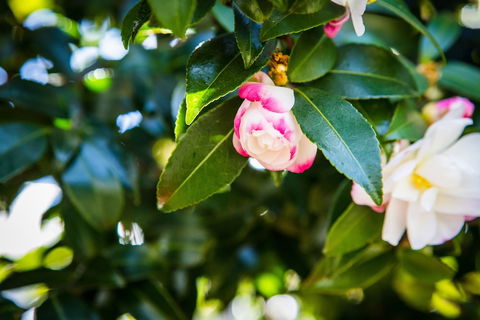 Whispering Pines Cottages - Accommodation Batemans Bay 3