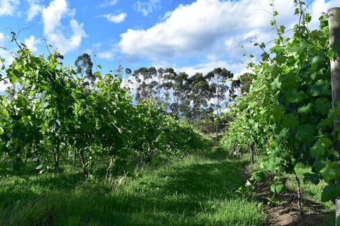 Labertouche Gypsy Creek Winery - Accommodation Batemans Bay 1