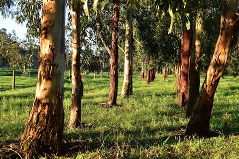 Labertouche Gypsy Creek Winery - Accommodation Batemans Bay 2