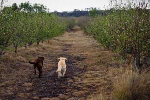 Straw House Farm B & B - Accommodation Batemans Bay 2