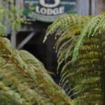 The Wombat Cottage - Accommodation Batemans Bay 0