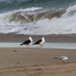 GALWAY COTTAGE - Accommodation Batemans Bay 0