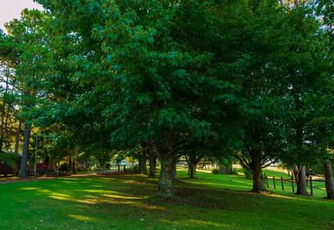 Dorrigo Mountain Holiday Park - Accommodation Batemans Bay 6