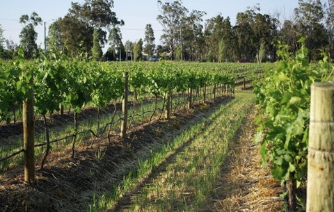 Renovated Cottage Aberdare Hunter Valley - Accommodation Batemans Bay 0
