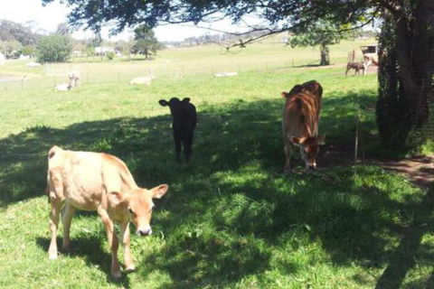 Appin Homestay B & B - Accommodation Batemans Bay 2