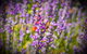 Brayfield Cottage - thumb 6