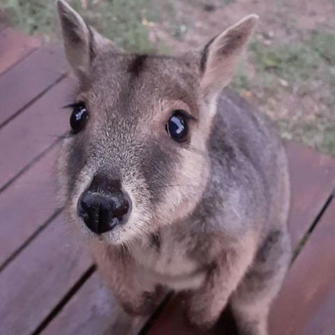 Camp Kanga - Accommodation Batemans Bay 6