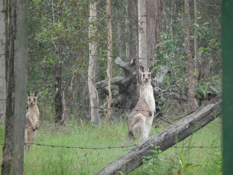 Back To The Bush - Accommodation Batemans Bay 6