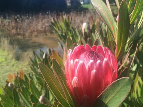 Creswick Cabin Retreat - Accommodation Batemans Bay 0