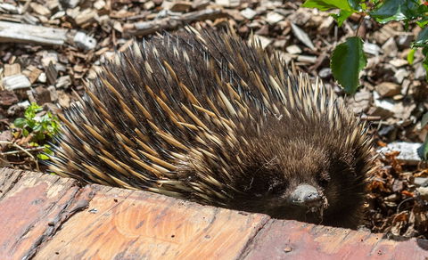 Flowerdale Estate - Accommodation Batemans Bay 3