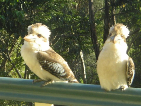 Nirvana At Montville - Accommodation Batemans Bay 5