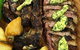 Biviano's At Windsor - thumb 9