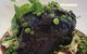 Greenback Eatery - thumb 3