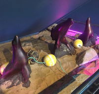 Maroubra Seals - Accommodation Batemans Bay
