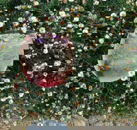 Bacco Re - Accommodation Batemans Bay