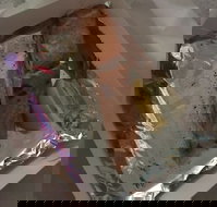 Myssy's Fresh  Cooked Seafood - Accommodation Batemans Bay