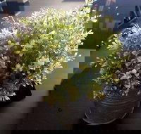 Wonderlust Cafe - Accommodation Batemans Bay