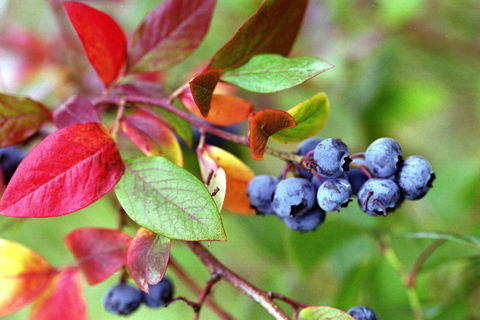 Drum Drum Blueberry Farm - Accommodation Batemans Bay 1