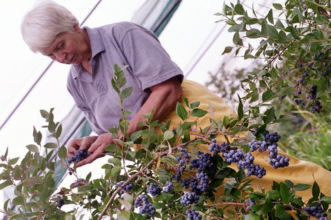 Drum Drum Blueberry Farm - Accommodation Batemans Bay 2