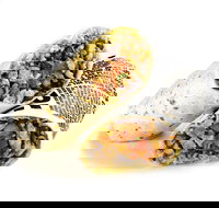 Guzman y Gomez - Hamilton - Accommodation Batemans Bay