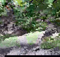 Nick Haselgrove Wines - Accommodation Batemans Bay