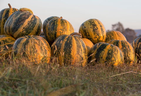 Australian Pumpkin Seed Company - Accommodation Batemans Bay 0