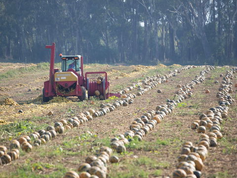 Australian Pumpkin Seed Company - Accommodation Batemans Bay 2