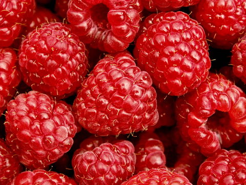 Christmas Hills Raspberry Farm Cafe - Accommodation Batemans Bay 2