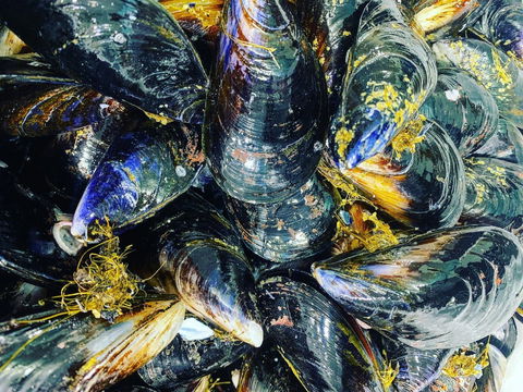 Pearly Oyster Bar And Farm - Accommodation Batemans Bay 2
