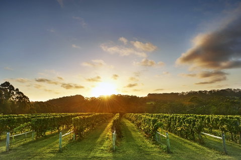 Singlefile Wines - Accommodation Batemans Bay 1