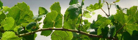 Angullong Cellar Door - Accommodation Batemans Bay 2