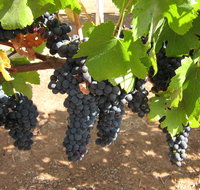 Waybourne Winery - Accommodation Batemans Bay