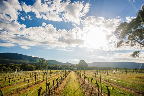 Fallen Giants Vineyard - Accommodation Batemans Bay 0