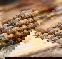 Mayfield Chocolates - Spring Hill - Accommodation Batemans Bay