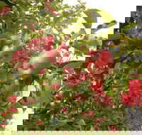 Staples Apples - Accommodation Batemans Bay