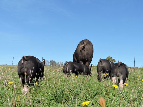 Fork It Farm - Accommodation Batemans Bay 1