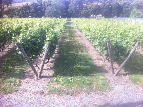 Providence Vineyards - Accommodation Batemans Bay 1